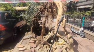Şişlide park halindeki araçların üzerine ağaç devrildi