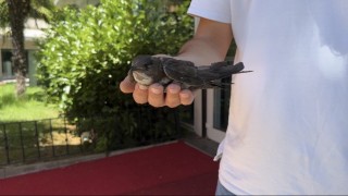 Şişlide yaralı ebabil kuşuna vatandaşlar sahip çıktı