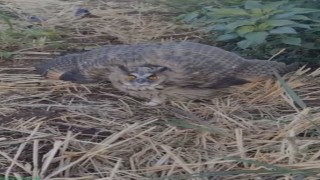 Siverekte nesli tükenme tehlikesi altındaki kulaklı baykuş görüldü