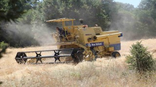 Siyez buğdayında hasat bereketi