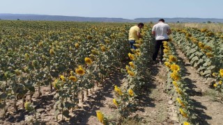 Sökede ayçiçeği ve pamuk tarlaları incelendi