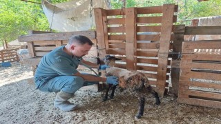Sökede küçükbaş hayvanlar küpelendi