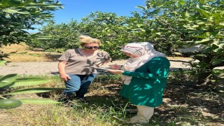 Sökede tarla ve bahçelerde zararlı kontrolleri gerçekleştirildi