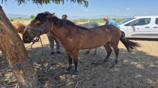Sökede tek tırnaklı hayvanlara ruam taraması yapıldı