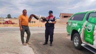 Sorgunda bulunan yaralı leylek tedavi altına alındı