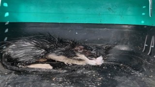 Su borusuna sıkışan yavru kedi için seferber oldular