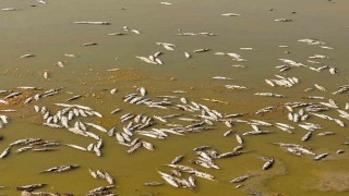 Su seviyesi düşen gölette oksijensiz kalan yüzlerce balık telef oldu