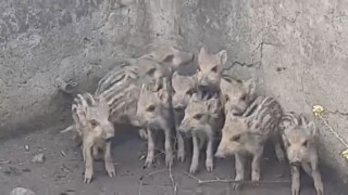 Sulama havuzuna düşen 10 domuz yavrusu kurtarıldı