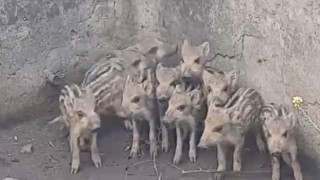 Sulama Havuzuna Düşen 10 Domuz Yavrusunu Vatandaşlar Kurtardı