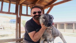 Sürüyü korumak için ağaca tırmandı, 2 metrelik yılanı etkisiz hale getirdi