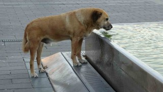 Taksimde sıcak hava bunalttı: Vatandaşlar gölgelere akın etti