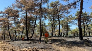 Taraklıda yanan ormanlık alan yeniden hayat bulacak