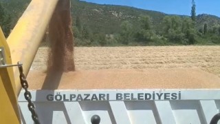 Tarım arazilerinde hasat sevinci