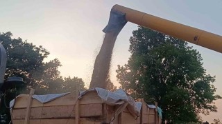 Tarım şehri Bilecikte arpa ve buğday bereketi