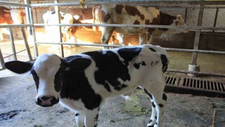 Tarım ve Orman Bakanı Yardımcısı Gümenden TARPOLun şap raporuna tepki