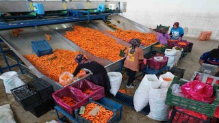 Tarladan sofraya havuç kadınların ellerinden geliyor