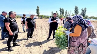 Taşolukta 862 bin brokoli fidesi toprakla buluştu