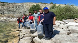 Tavşanlıda 8 gölete binlerce yavru sazan bırakıldı