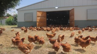 Tavuk eti üretimi Mayıs ayında yüzde 1,8 arttı