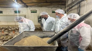 Tavuk eti üretimi Mayıs ayında yüzde 1,8 arttı