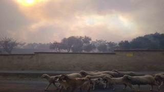 Tekirdağ Şarköydeki orman yangınına havadan ve karadan müdahale sürüyor