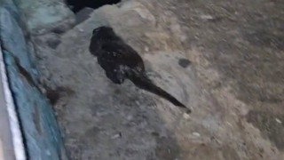 Tekirdağda Marmara Denizi kıyısında su samuru yavrusu görüntülendi