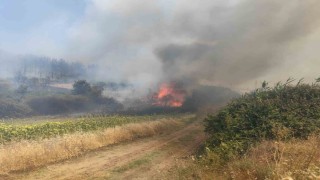 Tekirdağda orman yangını