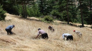 Teknolojinin ulaşamadığı tarlalarda ellik ve orakla hasat başladı