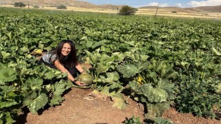 Tercanda çerezlik kabak üretimi yaygınlaşıyor