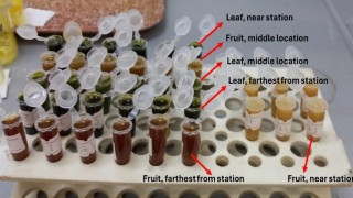 Termik santral çevresindeki zeytinlerde ağır metal alarmı