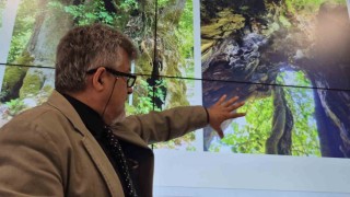 Tesadüfen bulunan ağaç 640 yaşında çıktı