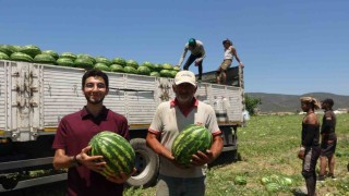 Tescilli Osmaneli karpuzunda hasat zamanı