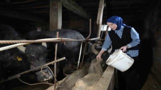 Ticari süt işletmelerince 999 bin 348 ton inek sütü toplandı