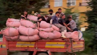 Tıka basa çay dolu kamyonun kasasında tehlikeli yolculuk