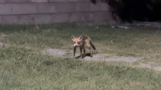 Tilkilere ziyafet, doğaya ihanet: Ekşisuda duyarsızlık kamerada