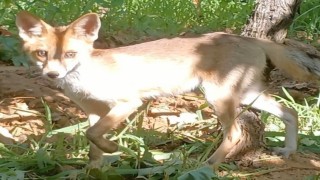 Tilkiyle göz göze geldi konuşarak uğurladı