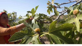 Tirede incir hasatında işçi maaşı 90 bin TL oldu