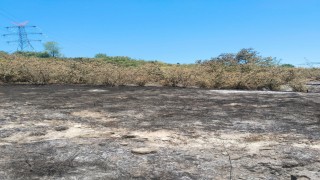 Tırpan motoru fındık bahçesini yaktı