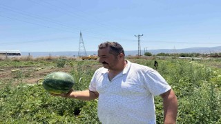 Tokatta karpuzun tarladaki dönüm fiyatı 10 bin liraya geriledi