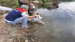 Topuk Yaylası göletine 100 bin adet pullu sazan yavrusu bırakıldı