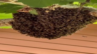 Trabzonda evin girişini arılar bastı; anne, tencere kapaklarıyla çocuklarını korudu