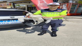 Trafik ekiplerinin radarına yakalanan yaralı leylek tedavi altına alındı