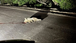 Tuncelide aracın çarptığı yavru ayı telef oldu