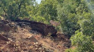 Tuncelide dağ keçileri görüntülendi