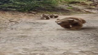 Tuncelide dağ keçileri ve ayı ailesi kamerada