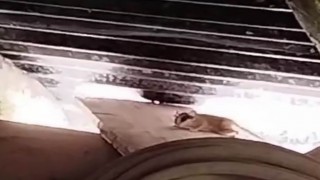 Tuncelide ilk kez görüntülendi, sevimli hareketleriyle dikkatleri üzerine çekti