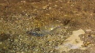 Tuncelide kız yurdunda yakalanan engerek doğaya bırakıldı