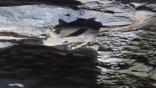 Tuncelide nesli tükenme tehlikesi altında bulunan Arap tavşanı görüldü