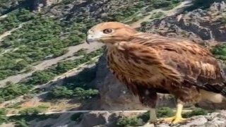 Tuncelide tedavi edilen 2 kızıl şahin ve bir kaya kartalı doğaya salındı