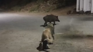 Tuncelide yaban domuzları şehre indi